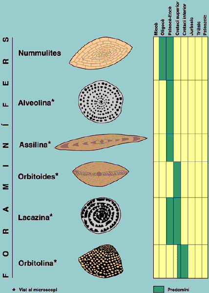 The most frequent fossils in Catalonia are foraminifera (Oligocene - Lower Cretaceous Age). Sections seen under the microscope