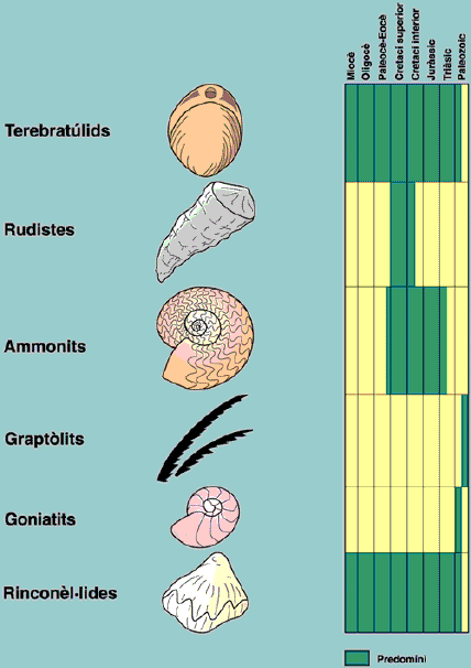 The most common fossils in Catalonia are brachiopods, bivalves, cephalopods and hemichordates (Paleozoic to Miocene Age)